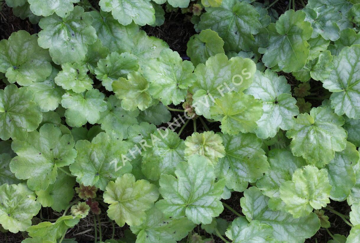 Dlužicha 'Tokyo' - Heuchera hybrida 'Tokyo'