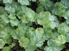 Dlužicha 'Tokyo' - Heuchera hybrida 'Tokyo'
