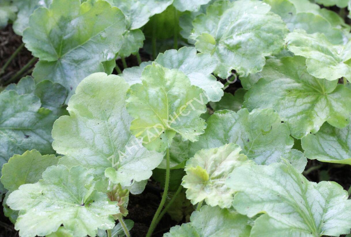 Dlužicha 'Tokyo' - Heuchera hybrida 'Tokyo'
