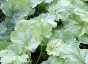 Dlužicha 'Tokyo' - Heuchera hybrida 'Tokyo'