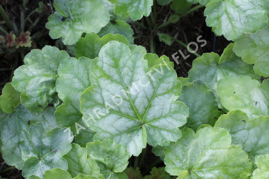 Dlužicha 'Tokyo' - Heuchera hybrida 'Tokyo'