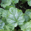 Dlužicha 'Tokyo' - Heuchera hybrida 'Tokyo'