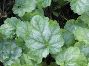 Dlužicha 'Tokyo' - Heuchera hybrida 'Tokyo'