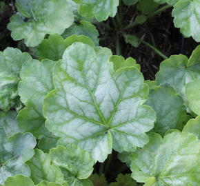 Dlužicha 'Tokyo' - Heuchera hybrida 'Tokyo'