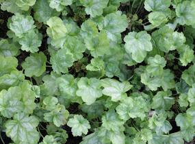 Dlužicha 'Tokyo' - Heuchera hybrida 'Tokyo'