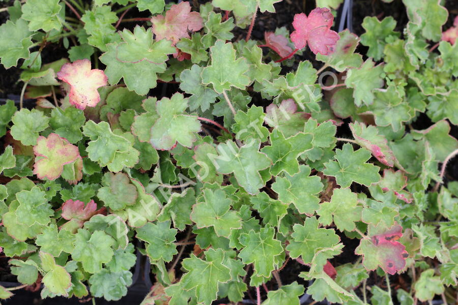 Dlužicha 'Coral Petit' - Heuchera sanguinea 'Coral Petit'