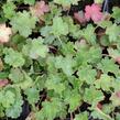 Dlužicha 'Coral Petit' - Heuchera sanguinea 'Coral Petit'