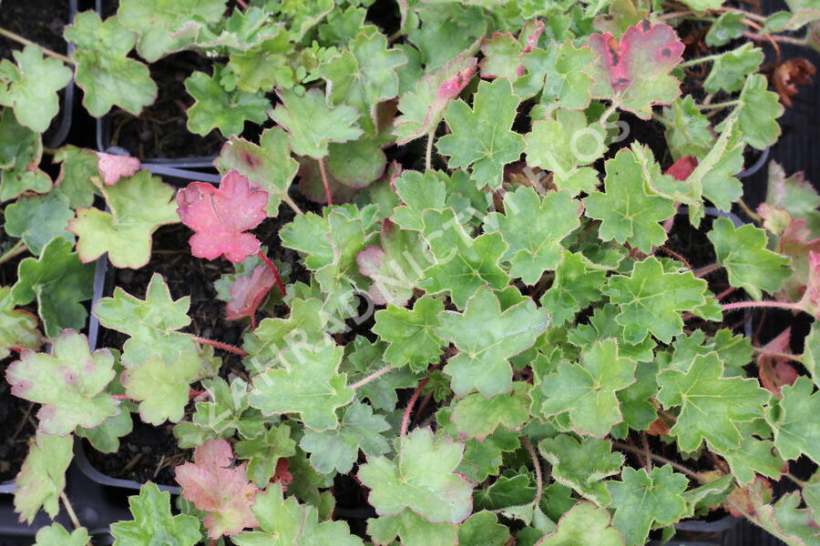 Dlužicha 'Coral Petit' - Heuchera sanguinea 'Coral Petit'