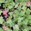 Dlužicha 'Coral Petit' - Heuchera sanguinea 'Coral Petit'