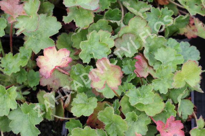 Dlužicha 'Coral Petit' - Heuchera sanguinea 'Coral Petit'