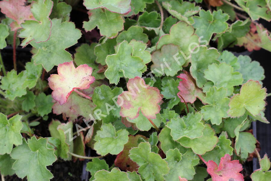 Dlužicha 'Coral Petit' - Heuchera sanguinea 'Coral Petit'