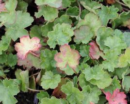 Dlužicha 'Coral Petit'