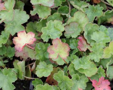 Dlužicha 'Coral Petit'