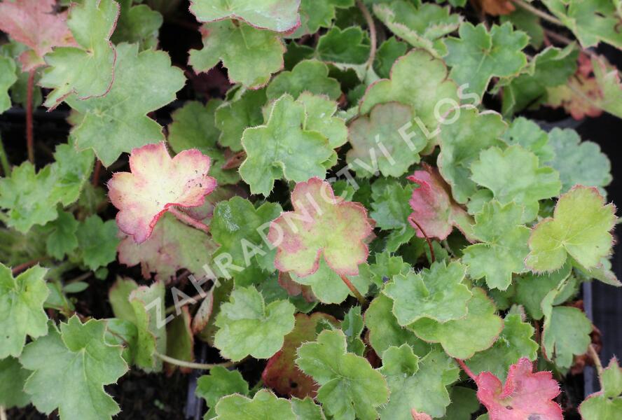 Dlužicha 'Coral Petit' - Heuchera sanguinea 'Coral Petit'
