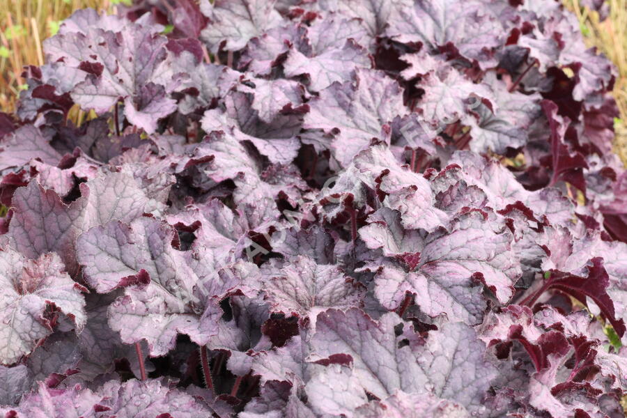 Dlužicha 'Grande Amethyst' - Heuchera hybrida 'Grande Amethyst'