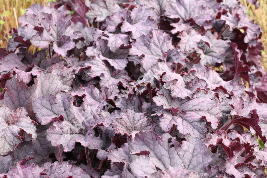 Dlužicha 'Grande Amethyst' - Heuchera 'Grande Amethyst'