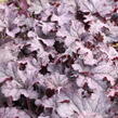 Dlužicha 'Grande Amethyst' - Heuchera 'Grande Amethyst'