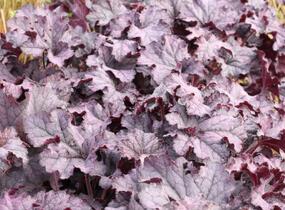Dlužicha 'Grande Amethyst' - Heuchera hybrida 'Grande Amethyst'