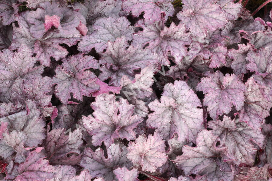 Dlužicha 'Grande Amethyst' - Heuchera hybrida 'Grande Amethyst'