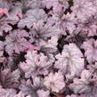 Dlužicha 'Grande Amethyst' - Heuchera hybrida 'Grande Amethyst'