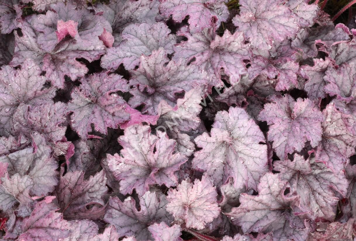 Dlužicha 'Grande Amethyst' - Heuchera hybrida 'Grande Amethyst'