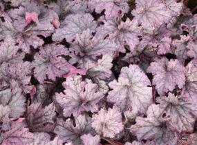 Dlužicha 'Grande Amethyst' - Heuchera hybrida 'Grande Amethyst'