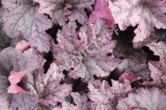Dlužicha 'Grande Amethyst' - Heuchera hybrida 'Grande Amethyst'