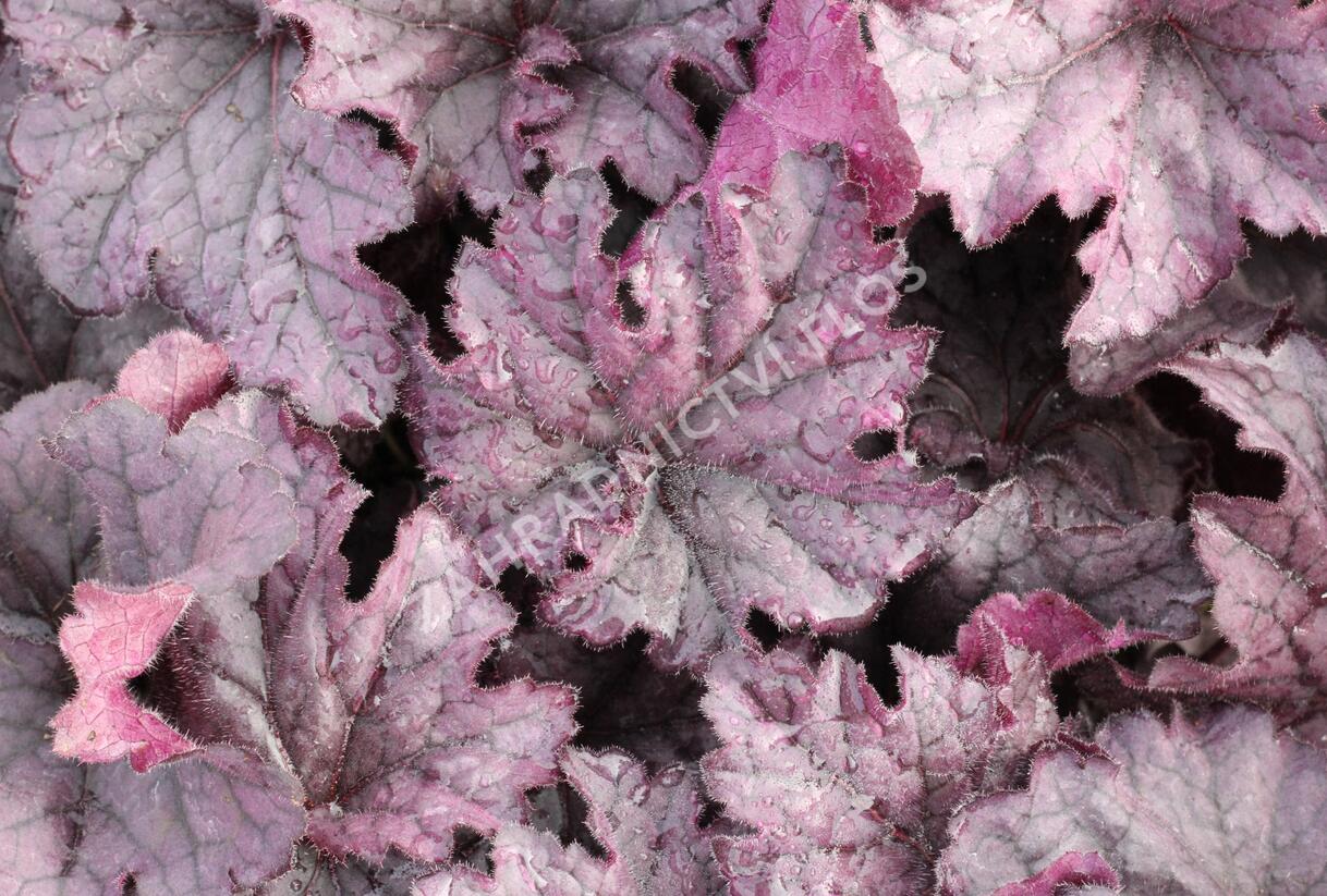 Dlužicha 'Grande Amethyst' - Heuchera hybrida 'Grande Amethyst'