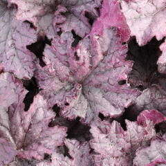 Dlužicha 'Grande Amethyst' - Heuchera 'Grande Amethyst'