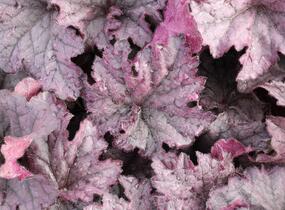 Dlužicha 'Grande Amethyst' - Heuchera hybrida 'Grande Amethyst'