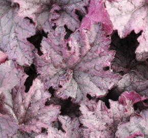 Dlužicha 'Grande Amethyst' - Heuchera 'Grande Amethyst'