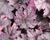 Dlužicha 'Grande Amethyst'
