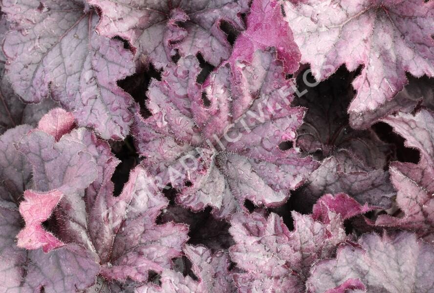 Dlužicha 'Grande Amethyst' - Heuchera hybrida 'Grande Amethyst'