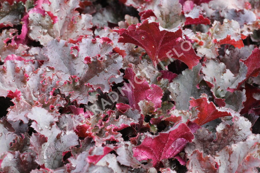 Dlužicha 'Midnight Ruffles' - Heuchera 'Midnight Ruffles'