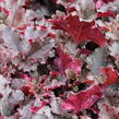 Dlužicha 'Midnight Ruffles' - Heuchera 'Midnight Ruffles'