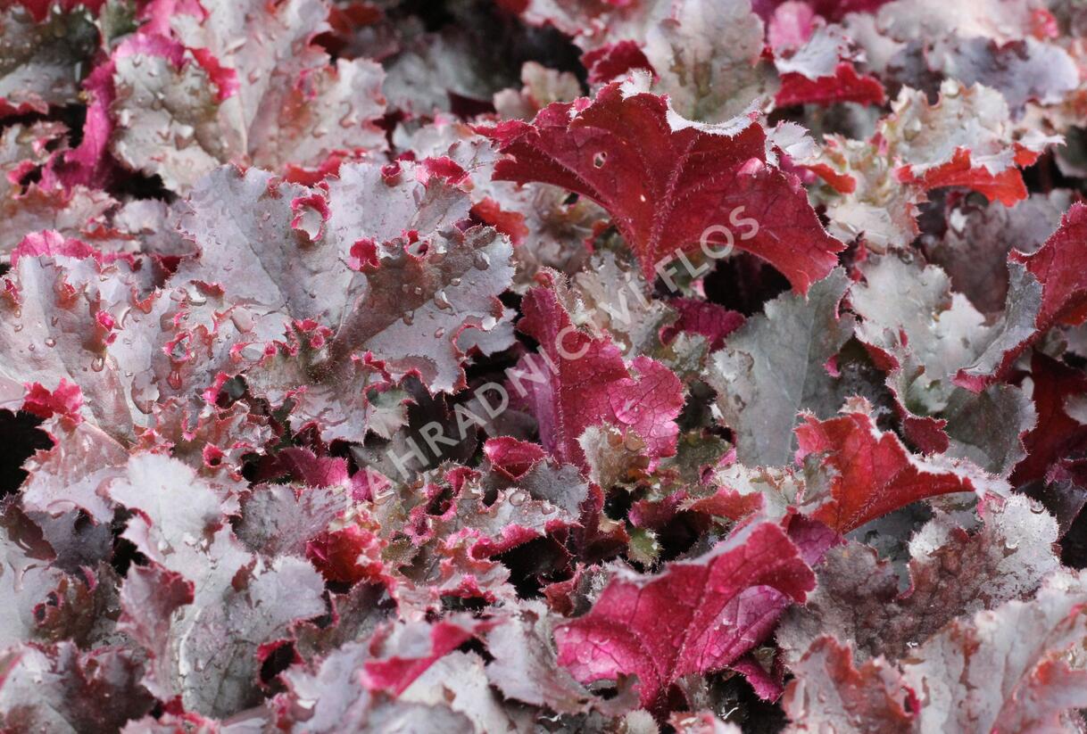 Dlužicha 'Midnight Ruffles' - Heuchera hybrida 'Midnight Ruffles'