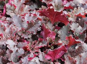 Dlužicha 'Midnight Ruffles' - Heuchera hybrida 'Midnight Ruffles'