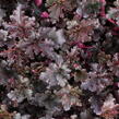 Dlužicha 'Midnight Ruffles' - Heuchera hybrida 'Midnight Ruffles'