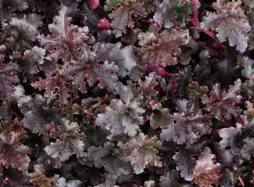 Dlužicha 'Midnight Ruffles' - Heuchera hybrida 'Midnight Ruffles'