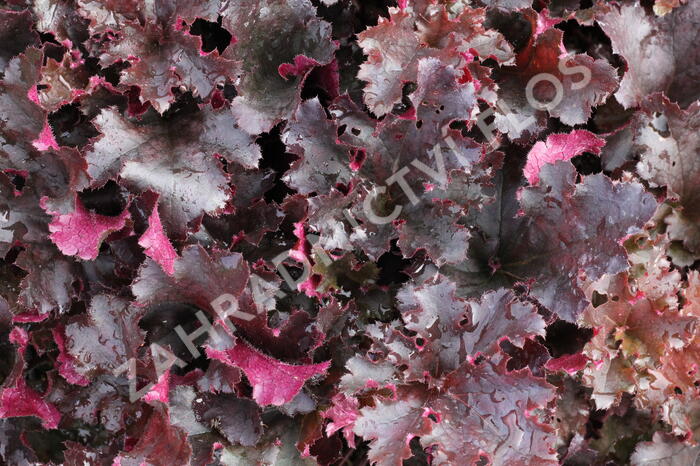 Dlužicha 'Midnight Ruffles' - Heuchera hybrida 'Midnight Ruffles'