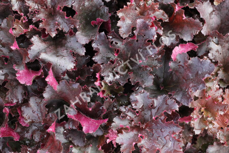 Dlužicha 'Midnight Ruffles' - Heuchera hybrida 'Midnight Ruffles'