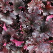 Dlužicha 'Midnight Ruffles' - Heuchera 'Midnight Ruffles'