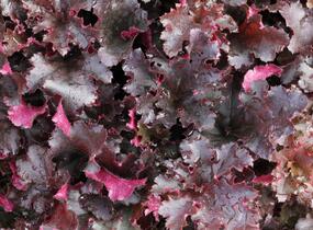 Dlužicha 'Midnight Ruffles' - Heuchera hybrida 'Midnight Ruffles'