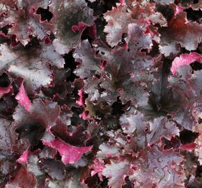 Dlužicha 'Midnight Ruffles' - Heuchera 'Midnight Ruffles'