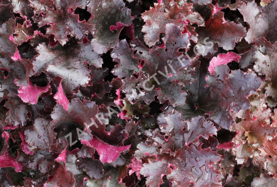 Dlužicha 'Midnight Ruffles' - Heuchera hybrida 'Midnight Ruffles'