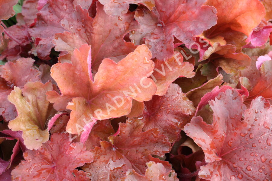 Dlužicha 'Rio' - Heuchera hybrida 'Rio'