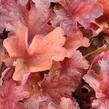 Dlužicha 'Rio' - Heuchera hybrida 'Rio'