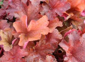 Dlužicha 'Rio' - Heuchera hybrida 'Rio'