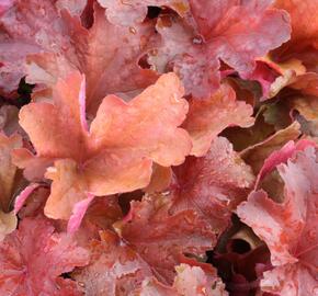 Dlužicha 'Rio' - Heuchera 'Rio'