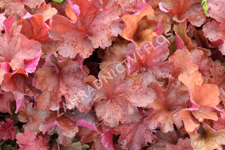 Dlužicha 'Rio' - Heuchera hybrida 'Rio'